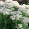 Sedum spectabile